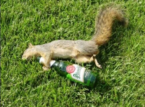 KUSpotted's tweet photo. #kuspotted @SquirrelsOfKU gettin nutty on campus on this fine day #squirrelwasted http://t.co/j5qx3DziH9