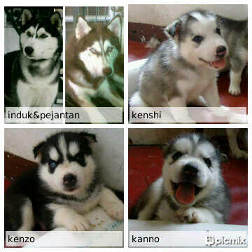 vinaldo_dodo's tweet photo. Dijual siberian husky jantan 2 bln blue eyes,trisula,stambum harga 4.500.000 pin  2899E7A2 http://t.co/bJd8y733X7