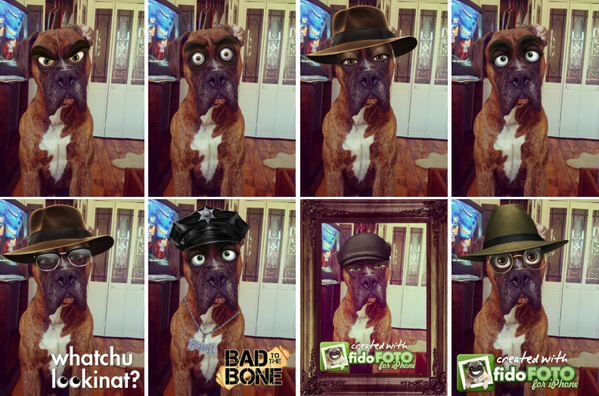 fido_FOTO's tweet photo. fidoFRIDAY - WOOF!  We're lookin' at YOU! #dogs #dogsrule http://t.co/qTG7lUU6So