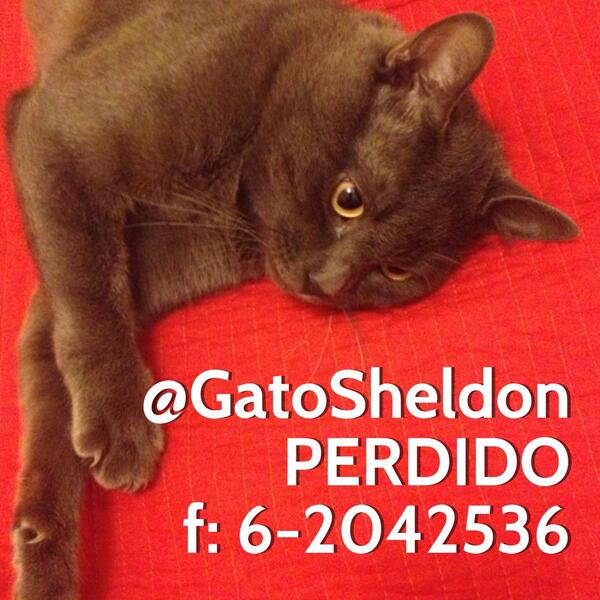<a href="/GatoSheldon/">Gato Sheldon</a> se perdió en el sector bustamante santa isabel, le falta una pata trasera, es muy asustadizo RT