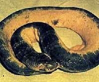 Kisnomer's tweet image. 1932: steamer in Strait of Malacca spots millions of seasnakes forming a line 10'  wide/62 miles long #jumprope #HVSS