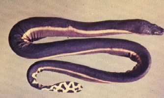 Kisnomer's tweet image. It is thought that one drop of the beaked seasnake's venom would be enough to kill three men #HVSS #thricedeadly