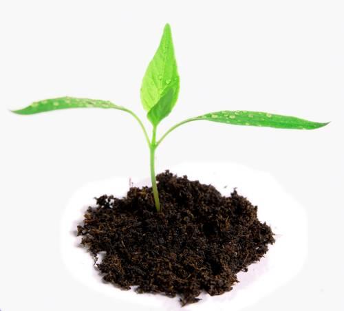 Roh_Chul_Rae's tweet image. 따뜻한 봄기운이 가득한 4월입니다. 식목일에 다들 나무 한그루 심으셨습니까? 괴테는 '자연이야말로 인간 영혼의 가장 좋은 진정제이다' 라고 말했습니다. 오늘 하루는 식물을 심으며 잠시 여유로운 시간 가지시길..