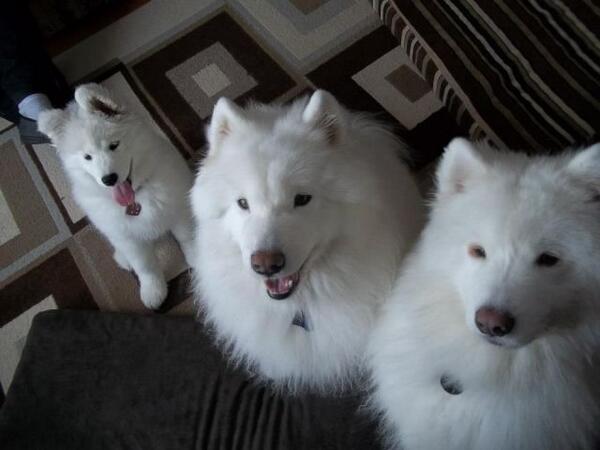 ホワイト三兄弟