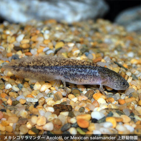 ウーパールーパーのいる動物園水族館は 飼育展示施設とメキシコサラマンダー情報まとめ アリエスコム Ariescom