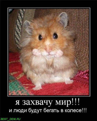 grspectre's tweet photo. Бешеных хомячков следует отстреливать... http://t.co/57kzJcScIQ