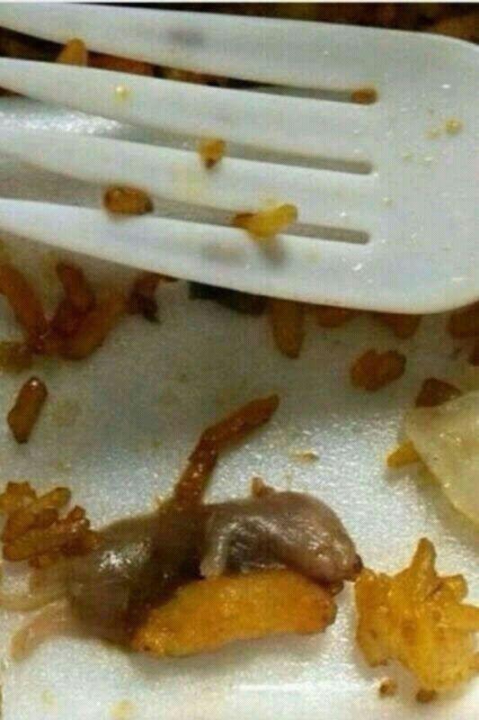 sister's 3in1 last night #sunflower #orwell #gonnabarf #lilmouse #pygmyshrew