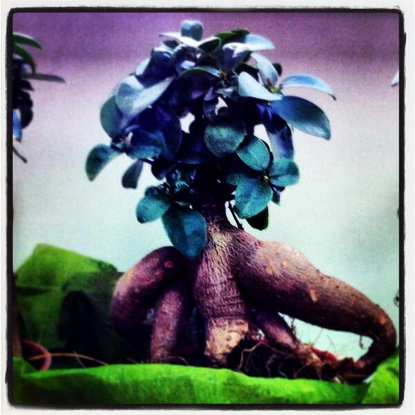 #46AniversarioSilvosaHnos ¡Felicítanos durante todo el mes de Abril y llévate un pre- bonsai como este!