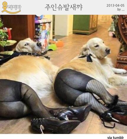 hoogung's tweet photo. 맙소사 ㅋㅋㅋㅋRT @gimseung: ㅋㅋㅋ주인 슈발새뀌 http://t.co/X2BwJPByO7
