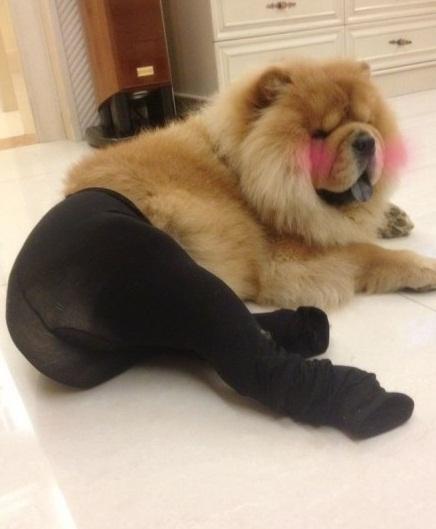 Avainsana セクシー犬 Twitterissa Avainsana セクシー犬 Twitterissa
