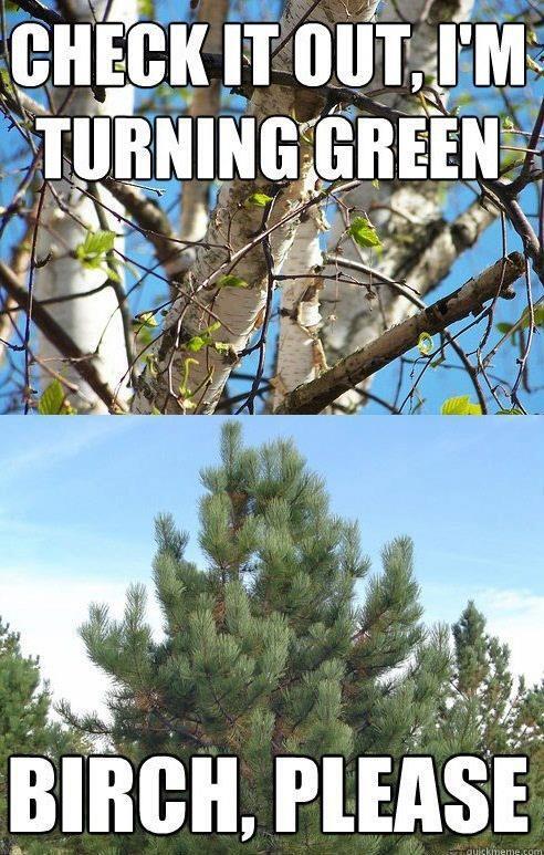 MattMatthill23's tweet image. #Treepun