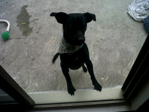 margaritaramos's tweet photo. Busco un hogar Para mi perrito Milo. Chihuahua cabeza d venado.1 año de edad. Inf. Aqui http://t.co/tOs9WL9Sqy