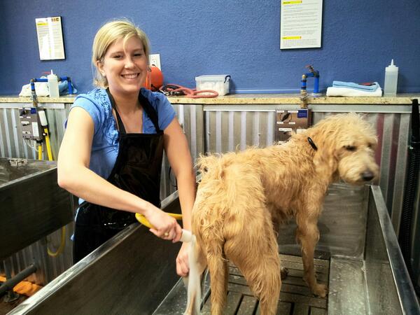 AggieGuideDogs tweet media