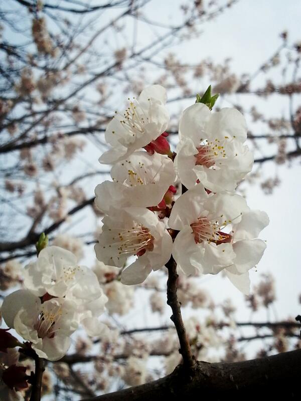 RyoCue_'s tweet photo. 이른 벚꽃구경~~~~
거리 왼쪽은 하얀 나무들
거리 오른쪽은 앙상한 나무들
벌들도 윙윙 사람들도 우글;;;; http://t.co/ejpud3RlfK
