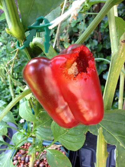 hydroponicswld's tweet photo. birds in #JHB really like red peppers. #hydroponics http://t.co/sna9l3ki9t