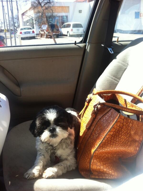 FloralRoots's tweet photo. Friend for the weekend! #dog sitting http://t.co/XPBEwOxbzk
