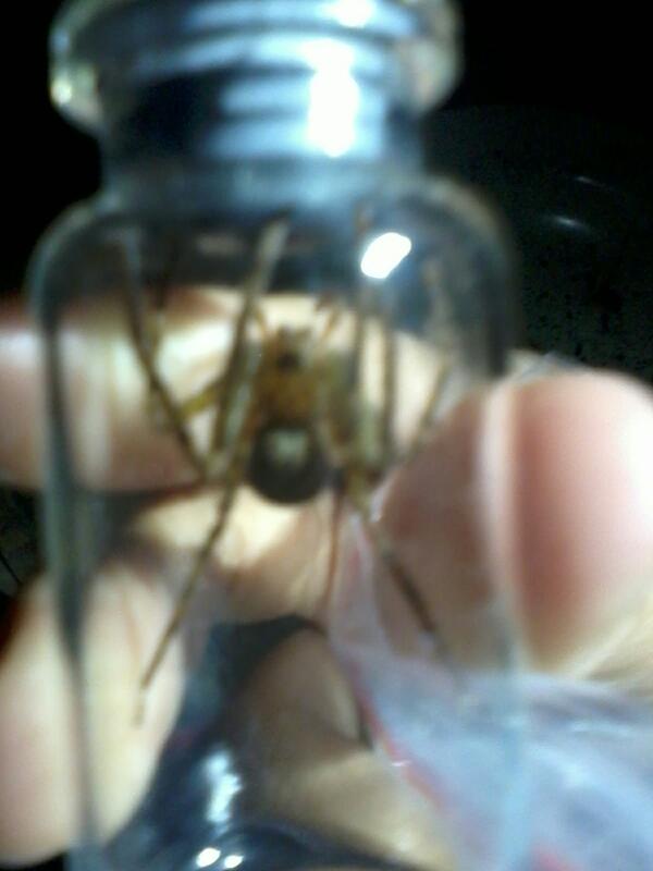 Biocita22's tweet photo. malam ini judulnya "spider night".. http://t.co/WEkui0eGKS