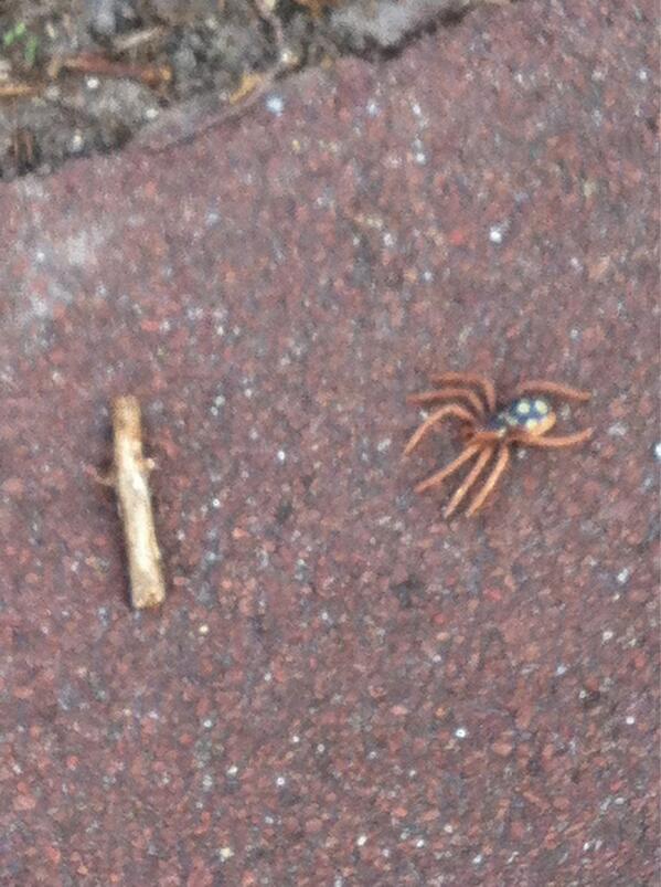 JoyceSimons's tweet photo. Gezien #spin in #Rotterdam wie weet welk soort dit is? http://t.co/DV5v03avMb
