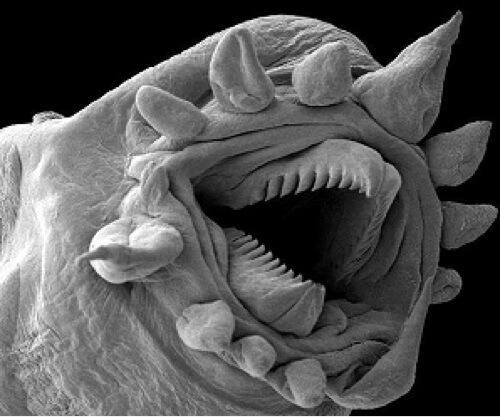 Garden Girl on X: Earth worm close upmagnified by microscope