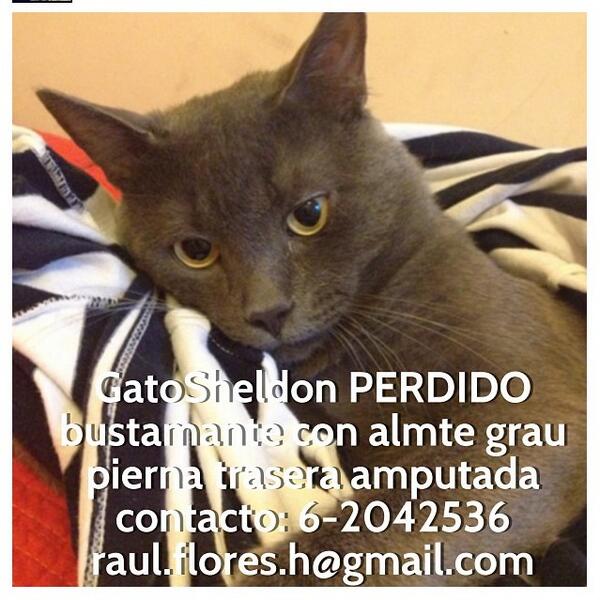 Chicas necesitamos de su ayuda se perdió un gatito por el sector parque Bustamante con santa Isabel gracias! RT!!