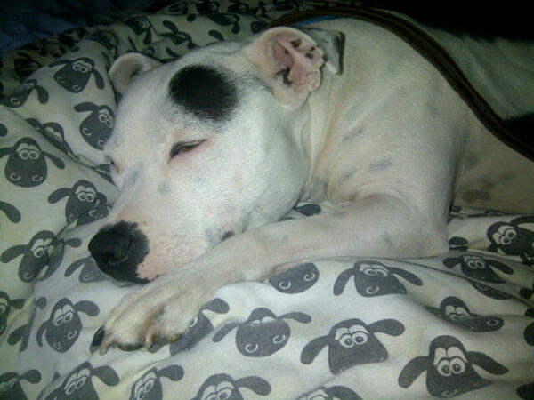 Stella69Forever's tweet photo. Haha bless my Baby don't wanna get up today tooo cold ♥♥ http://t.co/Uo6YBWQRSs