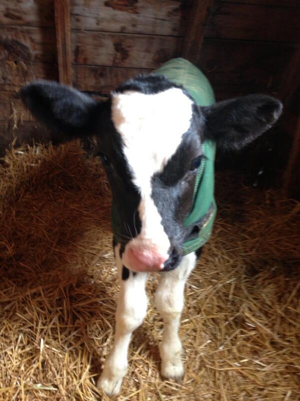 One of the additions to the Walters farm! #newcalves #socute