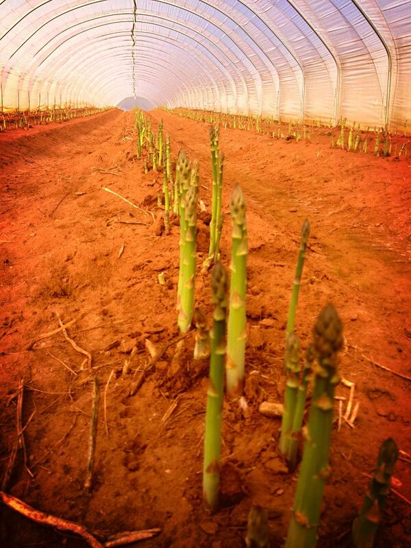 WyeValleyAsp's tweet image. One sunny day and kaboom! It's growing...