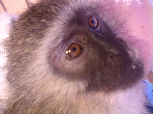 UMSIZI VERVET RESCUE tweet media