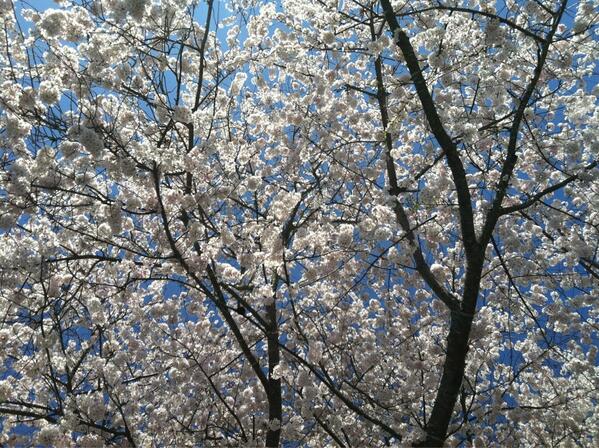 bevday's tweet photo. "@HollyBarnett: Afternoon coffee @ Fearrington comes w a cherry blossom view. @bevday http://t.co/VtUgNMEkct" and good friends!