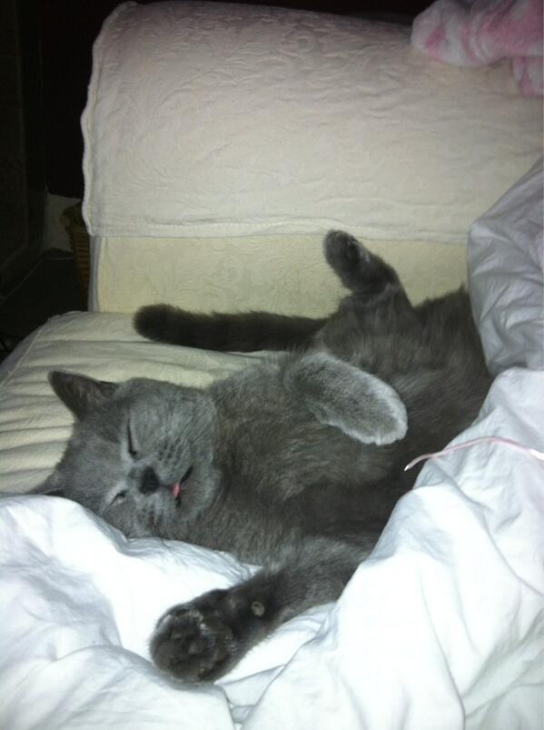 catcalledthomas's tweet image. Comfort...thomas style...