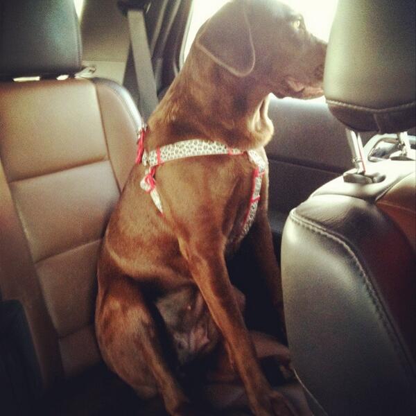 aayeags's tweet photo. @BoneyardHouston, here we come! http://t.co/tv3cfXzixu