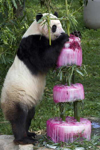 AveragePanda_'s tweet photo. Happy birthday bero @thesaad_ #madlove #specialshoutout #pandalove http://t.co/hR8hs4ROid