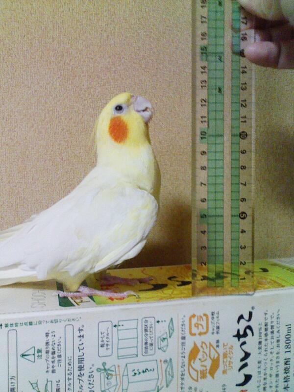 iichiko_hana's tweet photo. #身長晒すとフォロワー増えるらしい http://t.co/S55PnMRMU7