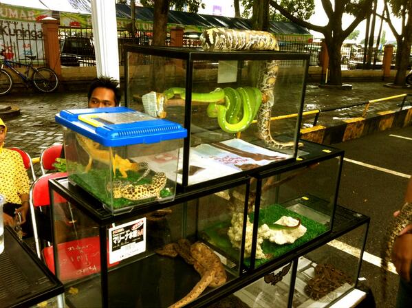 FEAN_2013's tweet photo. Komunitas pecinta reptil http://t.co/eznd802ZBa