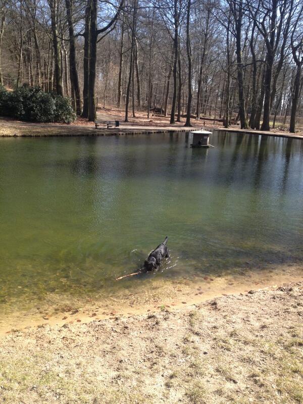 Irisvo's tweet photo. Zorro en ik genieten zelfs weer om te zwemmen http://t.co/axaR9kx5L5