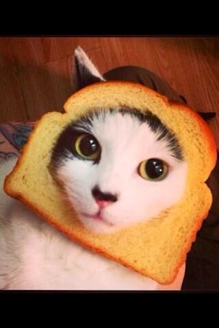 Hello twitter-this is my first tweet in all of twitterdom! I hope this brings a laugh !