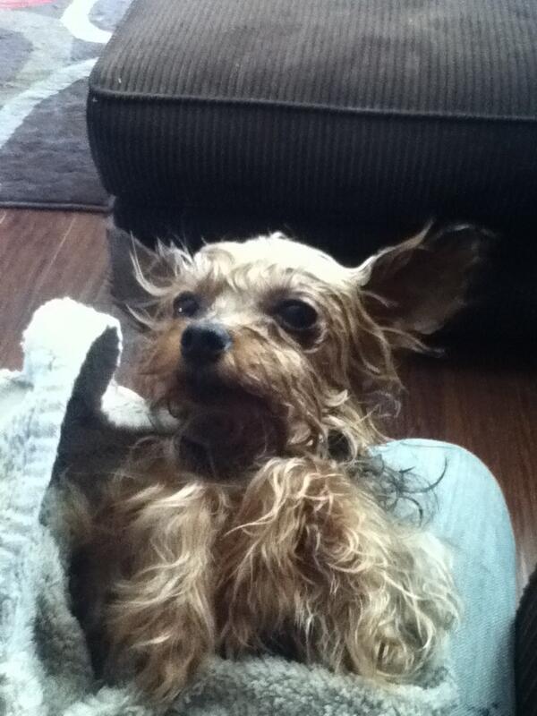 SparklThStrippr's tweet image. Ty just got a bath and he is SO happy about it #totalstud