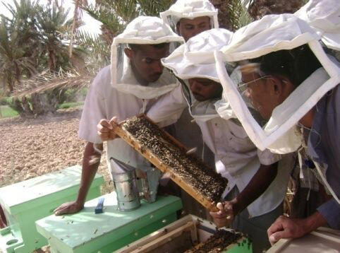 Twitter / UNDPYEMEN: Photo: @UNDPYemen supports ...