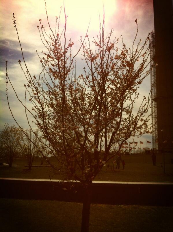 Winslow_R's tweet image. Forget #SinoAfrica relations! Today is all about Cherry Blossoms!