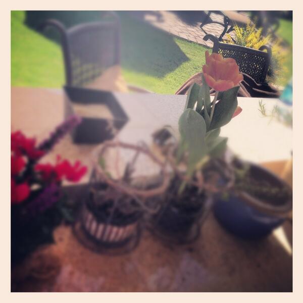 CandicePaschal's tweet photo. living gifts > all others http://t.co/DzpFFibXz1