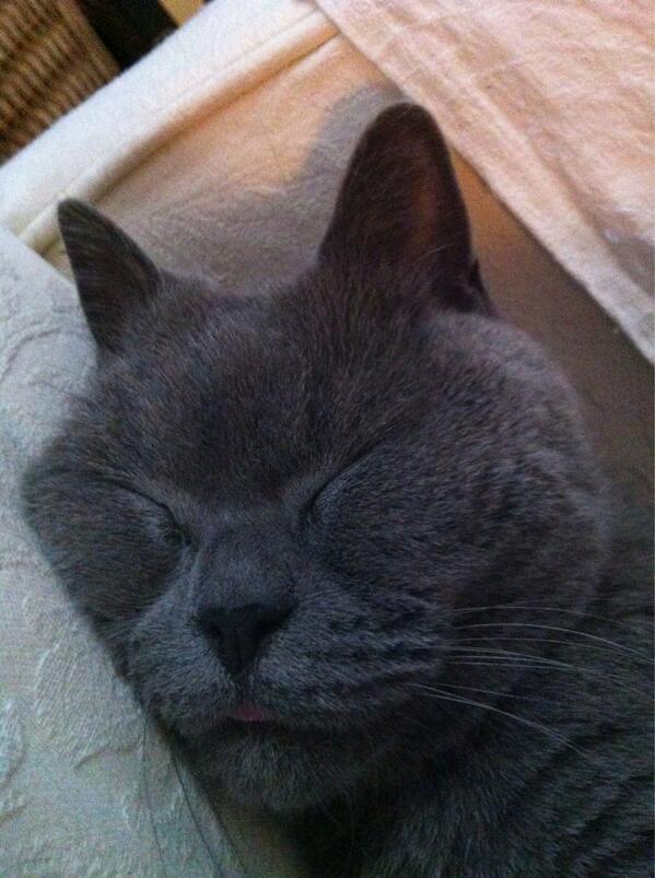 catcalledthomas's tweet image. Thomas is a happy sleepy cat