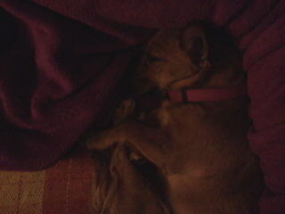 SarayGL97's tweet photo. Tenia ganas de estar con mi bebe en el sofa http://t.co/g4f48pK4po