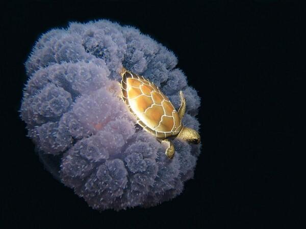 rybotics's tweet photo. Just a turtle riding a jellyfish. http://t.co/Fqu2k4gwf2