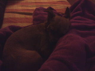 SarayGL97's tweet photo. Amo a mi perrita pequeña Maggie, he estado una semana sin ella y casi me da algo http://t.co/rQOwFoSxVJ