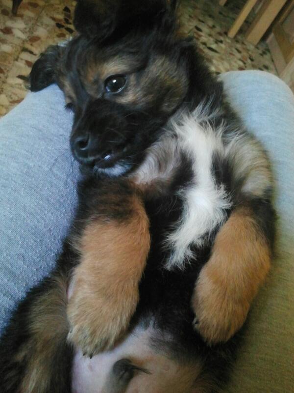 Elisabeth_6's tweet photo. El nuevo de la family!! el mejor compañero con 2mesecitos y se llama Rambo :-) http://t.co/nVBMpzH4vI