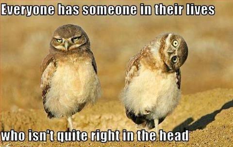 BongoBash69's tweet photo. “@TeamFreddiePig: I saw this and immediately thought of me! Who agrees? http://t.co/E8tdIGidrB” quite a Bongo Basher are the same @wulfyapp
