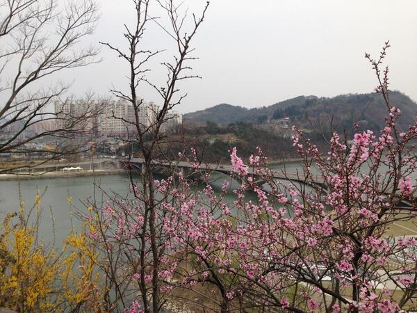 oldcode02's tweet image. 새로운 곳에 자리잡기.
정신이 없이 한달이 지나간 듯
남쪽은 꽃이 피고 이제는 떨어져갑니다.
마음은 기척없이 흔들리는 듯.