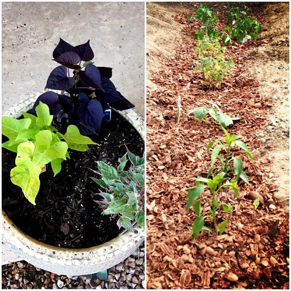 CaseyOnTV's tweet image. My 1st garden! I need a green thumb! @HGTVGardens @hgtv #garden #needtips #greenthumb #plants #gardening