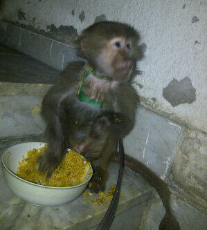 Dog_uae's tweet photo. قررد بابون للبيع :: العمر : 4 شهور :: الجنس : ذكر : السعر 2500 http://t.co/64FJfRewh5