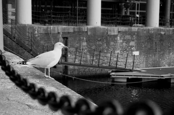 JBentleyPhotos's tweet photo. Seagull at Albert Docks, Liverpool... @BirdLife_News @BirdGuides @BirdWatchDaily @britishbirds @Bluefinch #RT http://t.co/Oko04X69xd